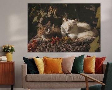 Autumn cats