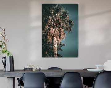 Palmtree in soft sunlight