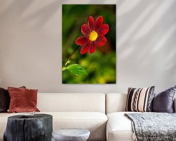 Dahlia Rood
