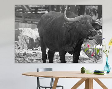 buffel by Bart Cornelis de Groot