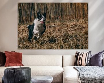 border collie #1 sur Michel Swijgman