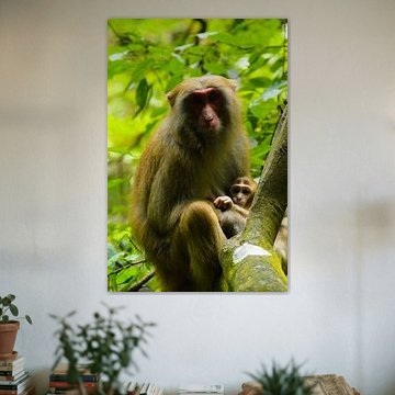 Makaak moeder en haar jong in de Chinese bossen
