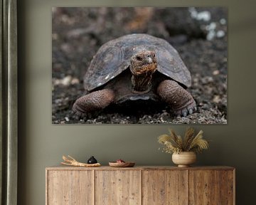 Galapagosreuzenschildpad van Maarten Verhees
