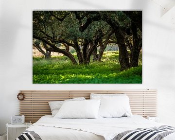 Olive grove on Crete by Emel Malms