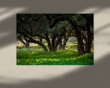 Olivenhain auf Kreta von Emel Malms