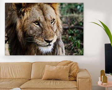The King of the Jungle - Afrikaanse Leeuw van Charrel Jalving