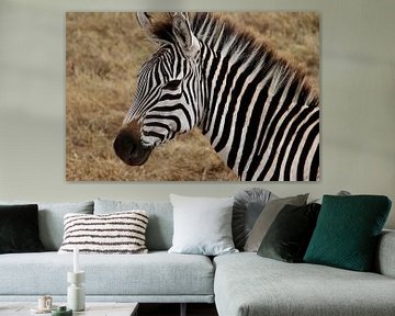 Zebra on the Serengeti - This is Africa! by Charrel Jalving