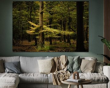 Natuurlijk parasol van Geert-Jan Timmermans