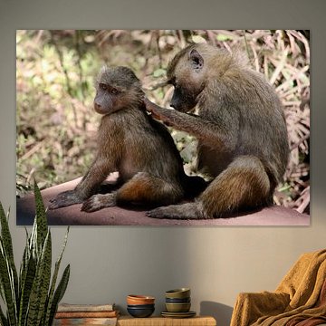 Affe sehen Affe tun - Tansania