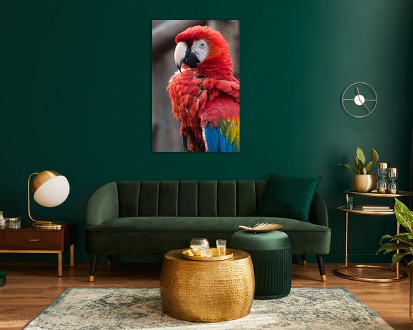 Scharlachrot Macaw Parrot