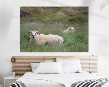 Schapen in een weiland op IJsland van Phillipson Photography