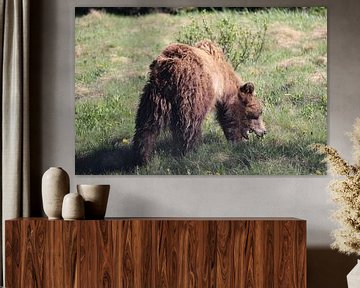 Grazende grizzlybeer in Banff National Park, Canada van Phillipson Photography