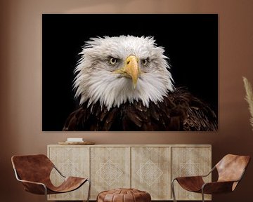Black photo european white-tailed eagle