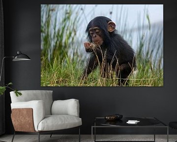 portret van een baby chimpansee