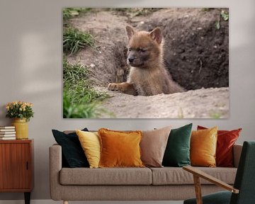 baby dhole