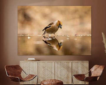 hawfinch by gea strucks