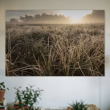 Misty early morning at Kallenbroek