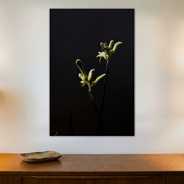 Gelbe Blume mit dunkelem Hintergrund