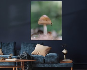 Mushroom von Kim de Been