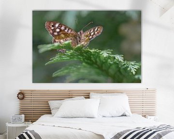 Speckled wood (butterfly) von Kim de Been