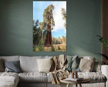 Grote sequoia dendron