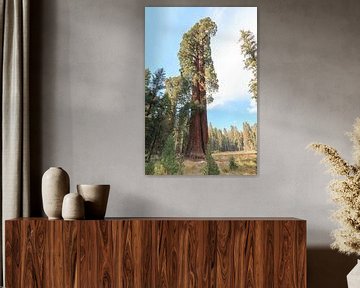 Großer Sequoia-Dendron von Gerben Tiemens