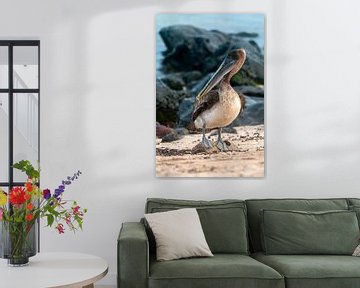 Bruine pelikaan van Maarten Verhees
