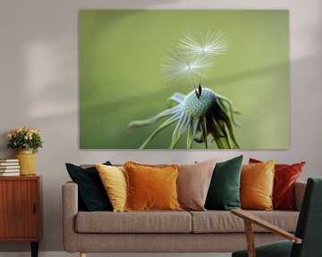 Dandelion with last 2 seeds by Kees Smans