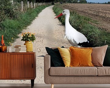 Ooievaar on the road.