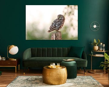 Little owl on a post by Anouk de Vries