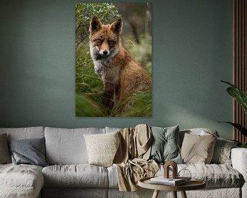 Vos zit op de uitkijk in de duinen