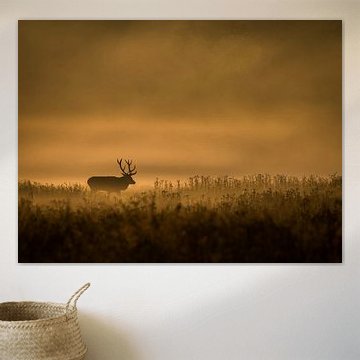 Edelhert bij ochtendgloren