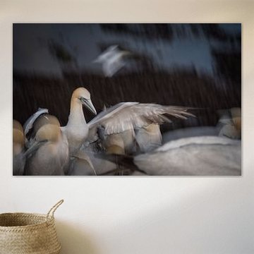 Landende Jan van Gent