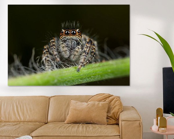 Jumping Spider closeup