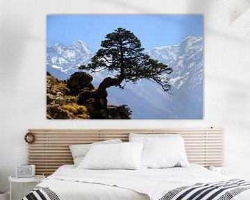 Himalaya Kiefer van Gerhard Albicker