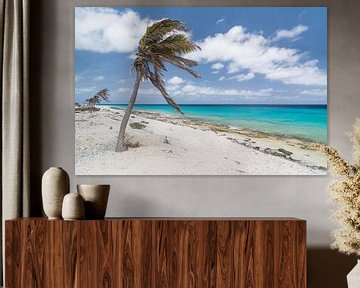 Caribbean Palm trees in the wind at the beach by Michel Geluk