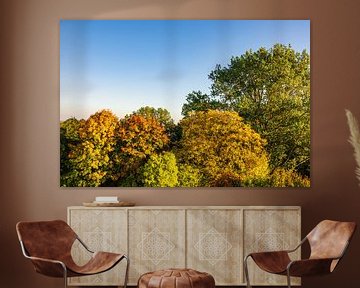 Some autumnal colored trees with blue sky