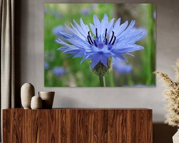Blue wild cornflower von Dennis Morshuis