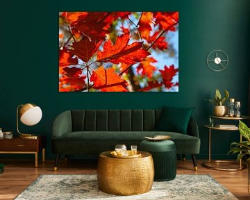 Red autumn leaves by Nel Diepstraten