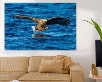 Weiß-angebundener Adler oder Seeadler (Haliaeetus albicilla) jagend von Sjoerd van der Wal Fotografie