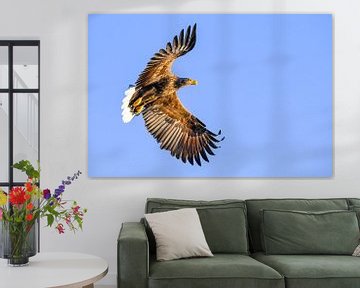 Weiß-angebundener Adler oder Seeadler (Haliaeetus albicilla) jagend im Himmel von Sjoerd van der Wal Fotografie