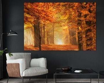 Het gouden licht van een bos in de herfst van iPics Photography
