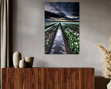 Niederländische Tulpenfelder von AGAMI Photo Agency