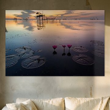 Fleurs de lotus dans un lac à Phattalung