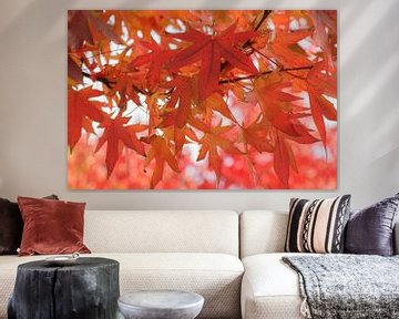 Het rood van de herfst (doorkijkje door rode esdoornbladeren) van Birgitte Bergman