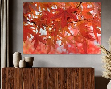 Het rood van de herfst (doorkijkje door rode esdoornbladeren) van Birgitte Bergman