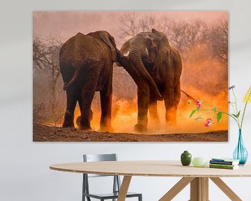 Éléphant d'Afrique, Loxodonta africana sur AGAMI Photo Agency