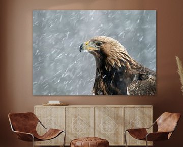 Steinadler, Aquila chrysaetos von AGAMI Photo Agency