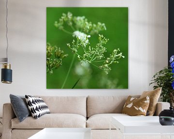 Cow parsley van Mariska de Groot