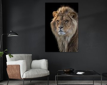 Portrait de lion sur RT Photography